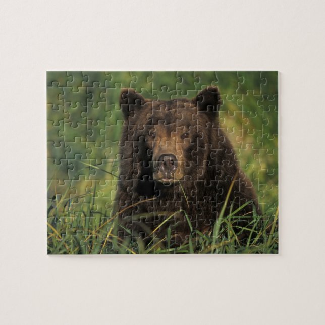Puzzle ours brun, Ursus arctos, grizzly, Ursus 9 (Horizontal)