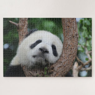 Puzzle Ours de panda couché sur un arbre