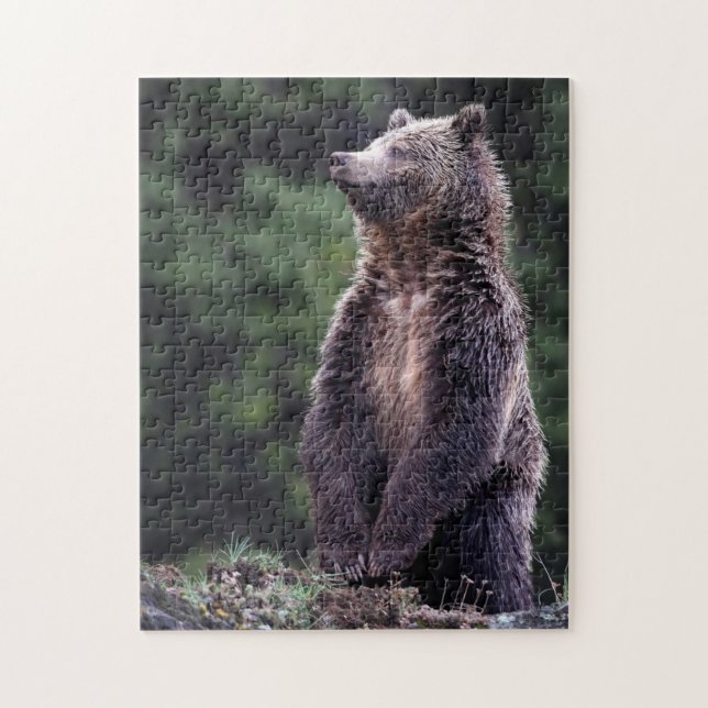Puzzle Ours gris debout (Vertical)