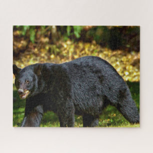 Puzzle Ours noir sauvage.