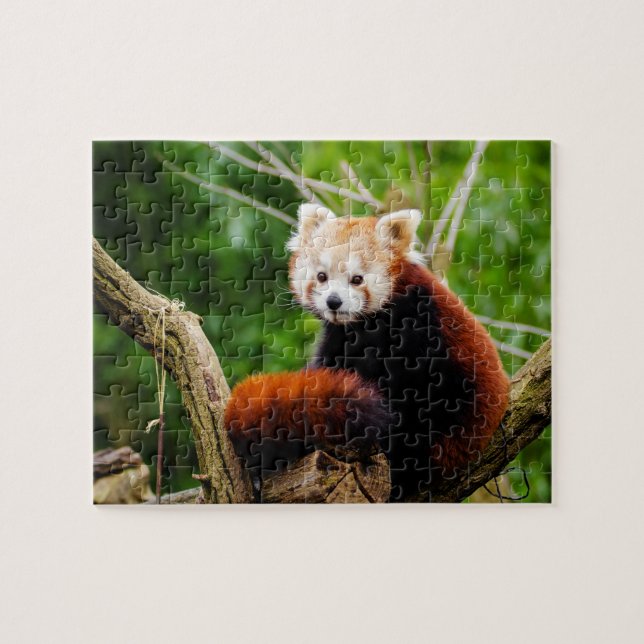 Puzzle Ours panda rouge mignon (Horizontal)