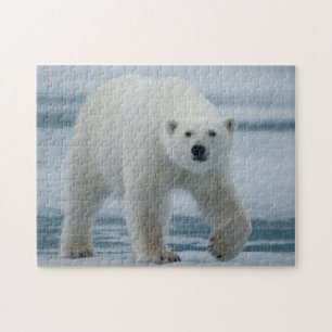 Puzzle Ours Polaire, Ursus Maritimus, Adulte