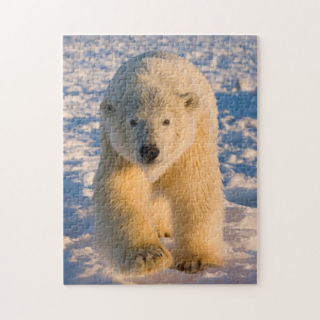 Puzzle ours polaire, Ursus maritimus, ours polaire sur gl (Vertical)