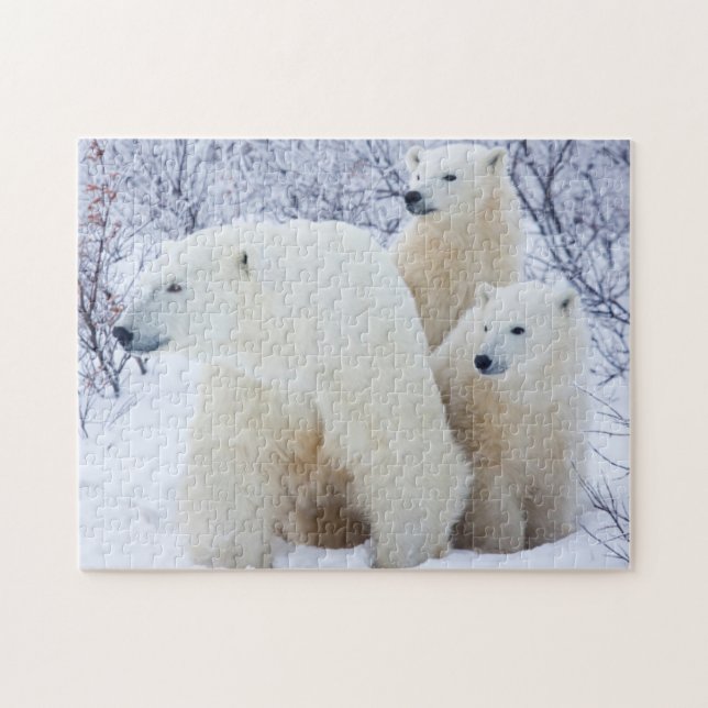 Puzzle Ours polaires et deux oursons (Horizontal)