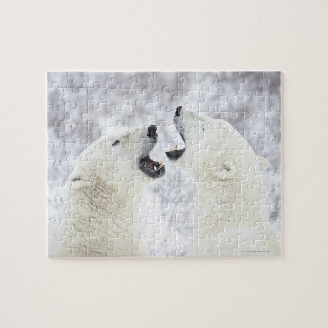 Puzzle Ours polaires jouant dans la neige. (Horizontal)