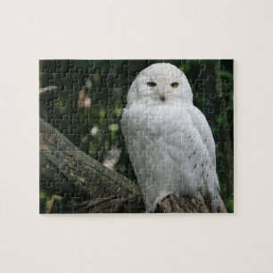 Puzzle Owl