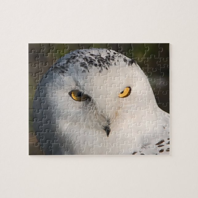 Puzzle Owl (Horizontal)