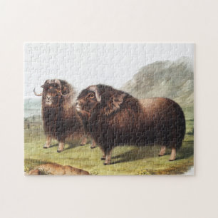 Puzzle Ox musqué (Ovibos moschatus)