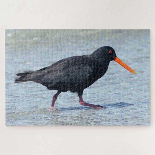 Puzzle OYSTERCATCHER 20x30 POUCES (Horizontal)