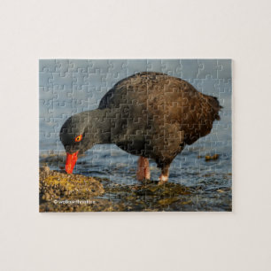 Puzzle Oystercatcher noir au travail