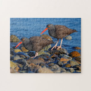 Puzzle Oystercatchers noirs à la plage