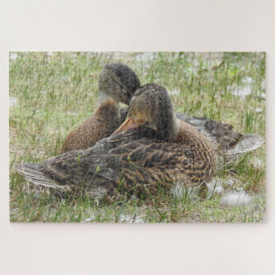 Puzzle Paire de Canards Canoodling - Amour et affection