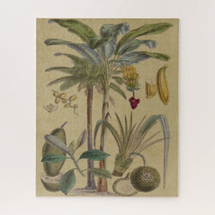 Puzzle Palm Antique Fruit Tropical Art Botanique
