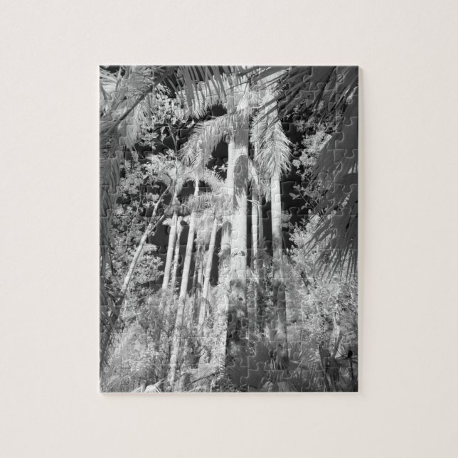 Puzzle Palmistes royaux indigènes dans Fakahatchee Strand (Vertical)