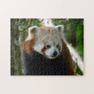 Puzzle panda rouge