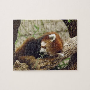 Puzzle Panda rouge de sommeil mignon avec la nourriture