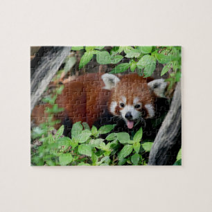 Puzzle Panda rouge espiègle