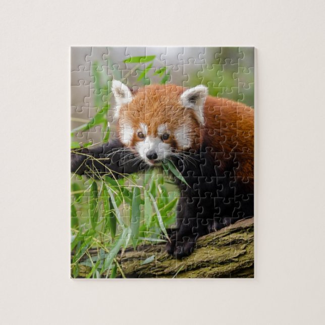Puzzle Panda Rouge Manger Feuille verte (Vertical)