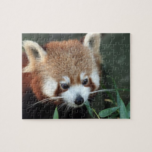 Puzzle Panda roux, Taronga Zoo, Sydney, Australie (Horizontal)