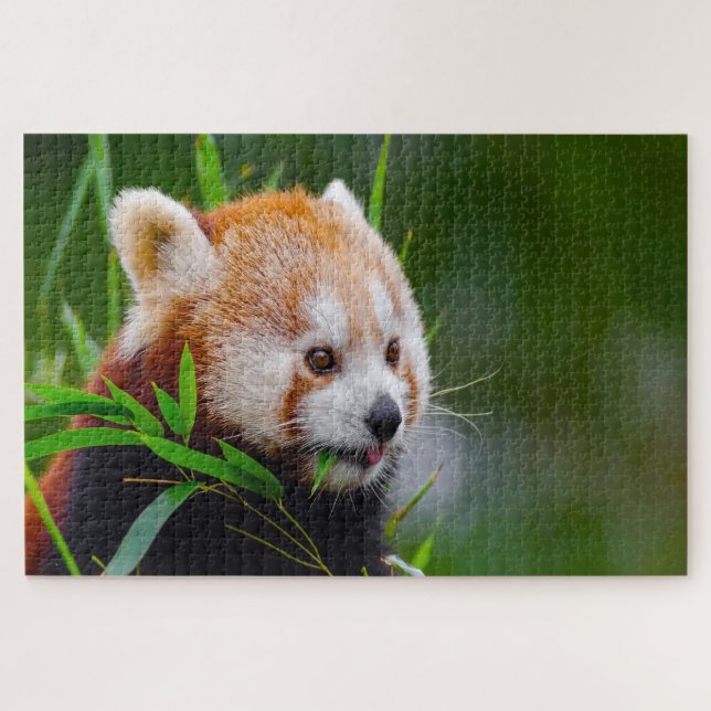 Puzzle Pandas roux. (Horizontal)