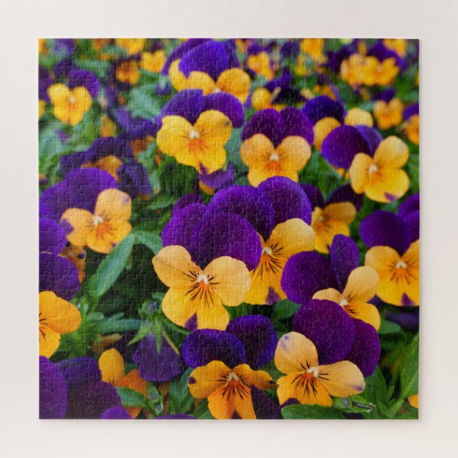 Puzzle Pansy Bloom : Garden Beauty Gros plan. (Vertical)