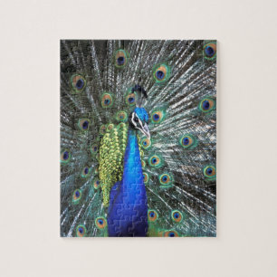 Puzzle Paon magnifique déployant des plumes colorées