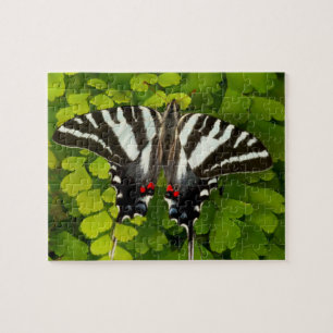 Puzzle Papillon américain swallowtail