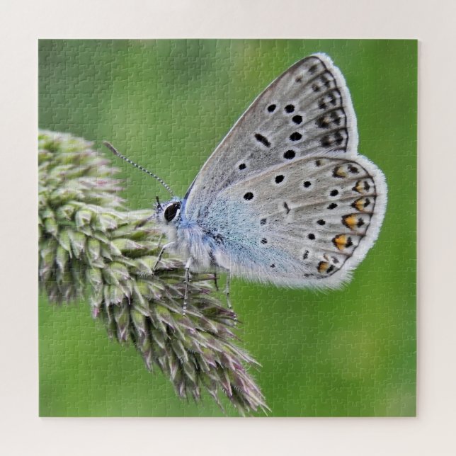 Puzzle Papillon bleu commun sur l'herbe (Horizontal)