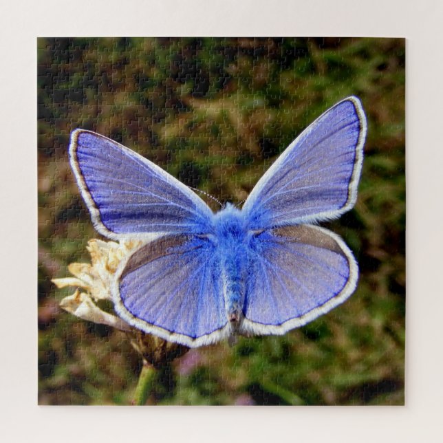 Puzzle Papillon bleu nain (Vertical)