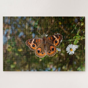 Puzzle Papillon Buckeye.