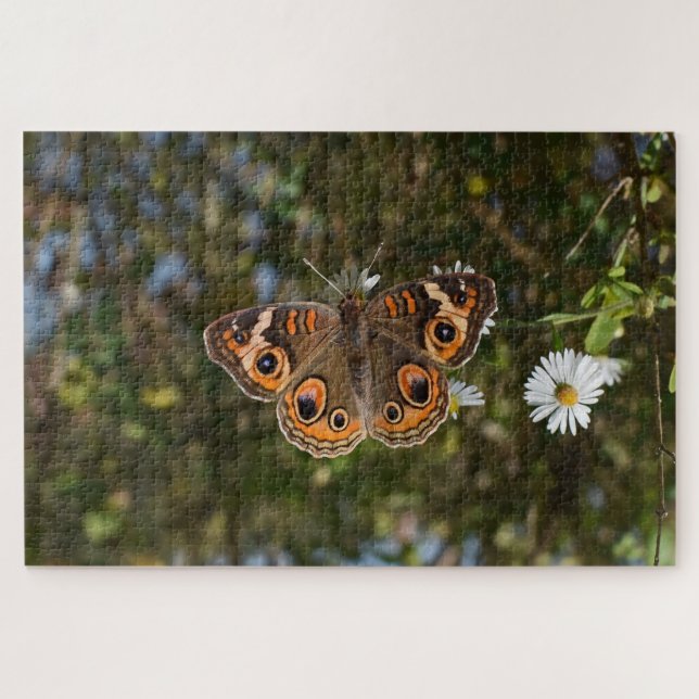 Puzzle Papillon Buckeye. (Horizontal)