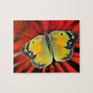 Puzzle Papillon de la luzerne sur fleur conique