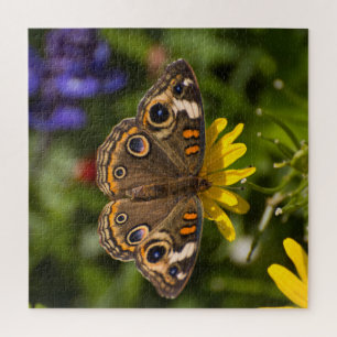 Puzzle Papillon de sangsue sur la fleur