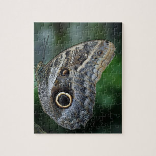 Puzzle Papillon Extraordinaire Caligo Eurilochus