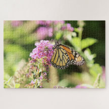 Papillon monarque