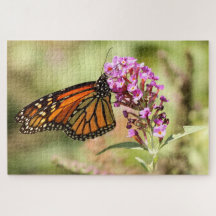 Papillon monarque
