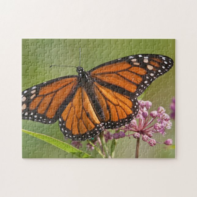 Puzzle Papillon monarque mâle sur asclépiade incarnate (Horizontal)