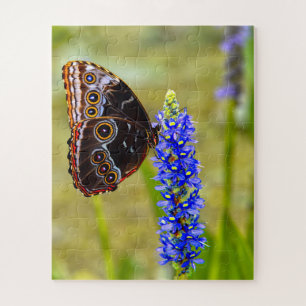 Puzzle Papillon morpho bleu sur une orchidée de marais