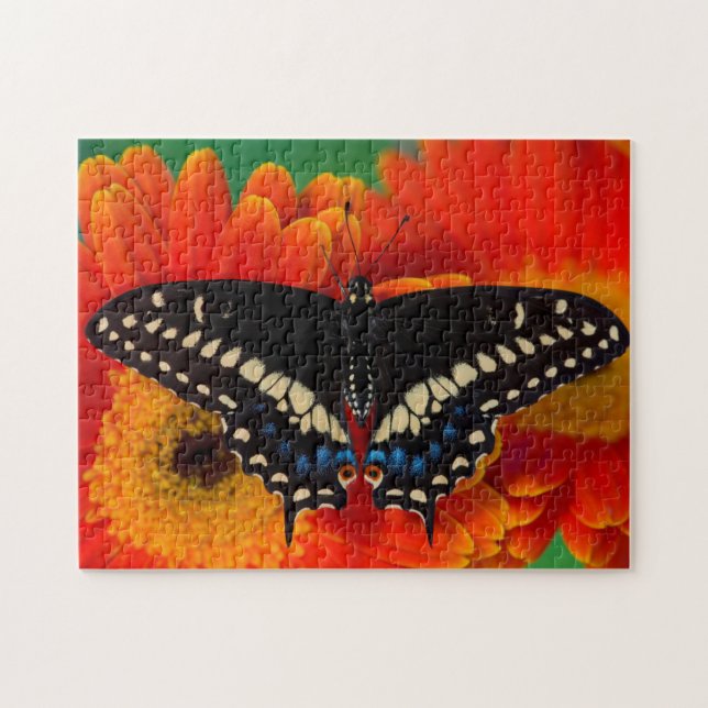 Puzzle Papillon noir à queue fourchue sur une marguerite  (Horizontal)