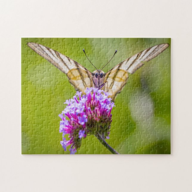 Puzzle Papillon Scarce Swallowtail. (Horizontal)