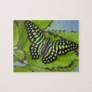 Puzzle Papillon sur fond vert