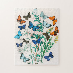 Puzzle Papillons, Caterpillar, William Forsell Kirby
