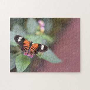 Puzzle Papillons papillons Nature Photographie Jardin