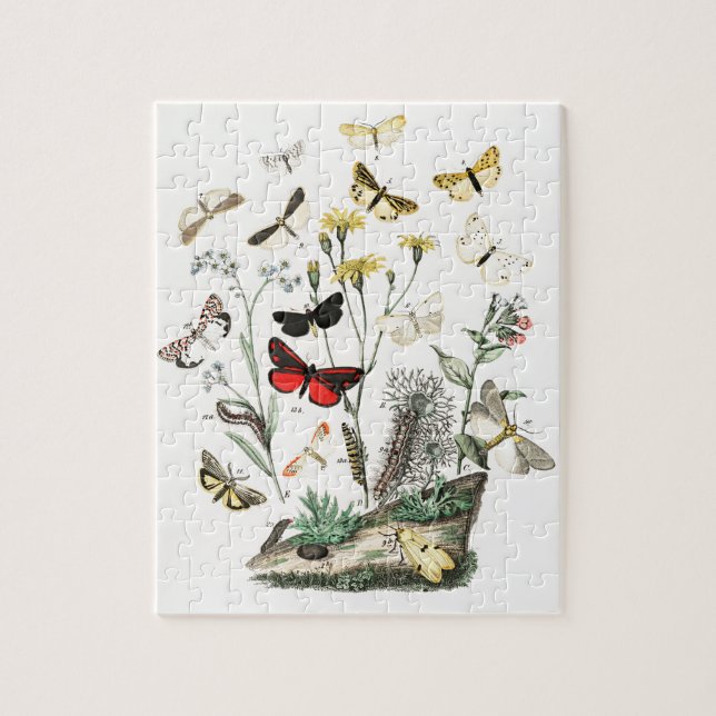 Puzzle Papillons vintages & papillons de nuit Illustratio (Vertical)
