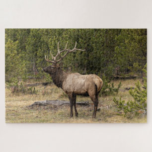 Puzzle Parc national Bull Elk Yellowstone, Wyoming