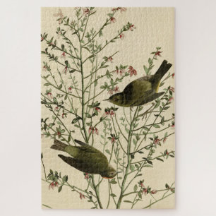 Puzzle Paruline orangée, Oiseaux d'Amérique d'Audubon