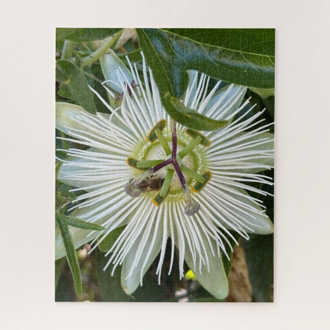 Puzzle Passiflore blanche avec abeille, Oakland (Vertical)