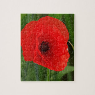 Puzzle Pavot