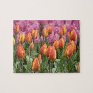 Puzzle Pays-Bas (aussi appelé Hollande), Lisse. Keukenhof
