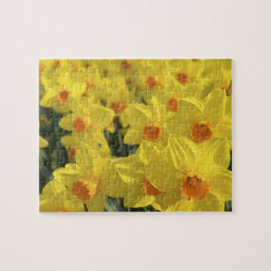 Puzzle Pays-Bas, Hollande, Lisse, Jardins de Keukenhof,